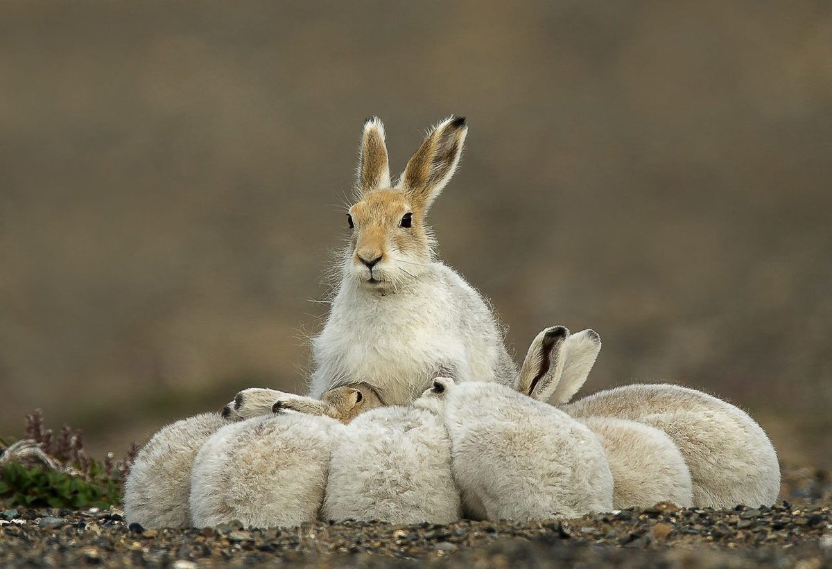 Зайцеобразные заяц Беляк