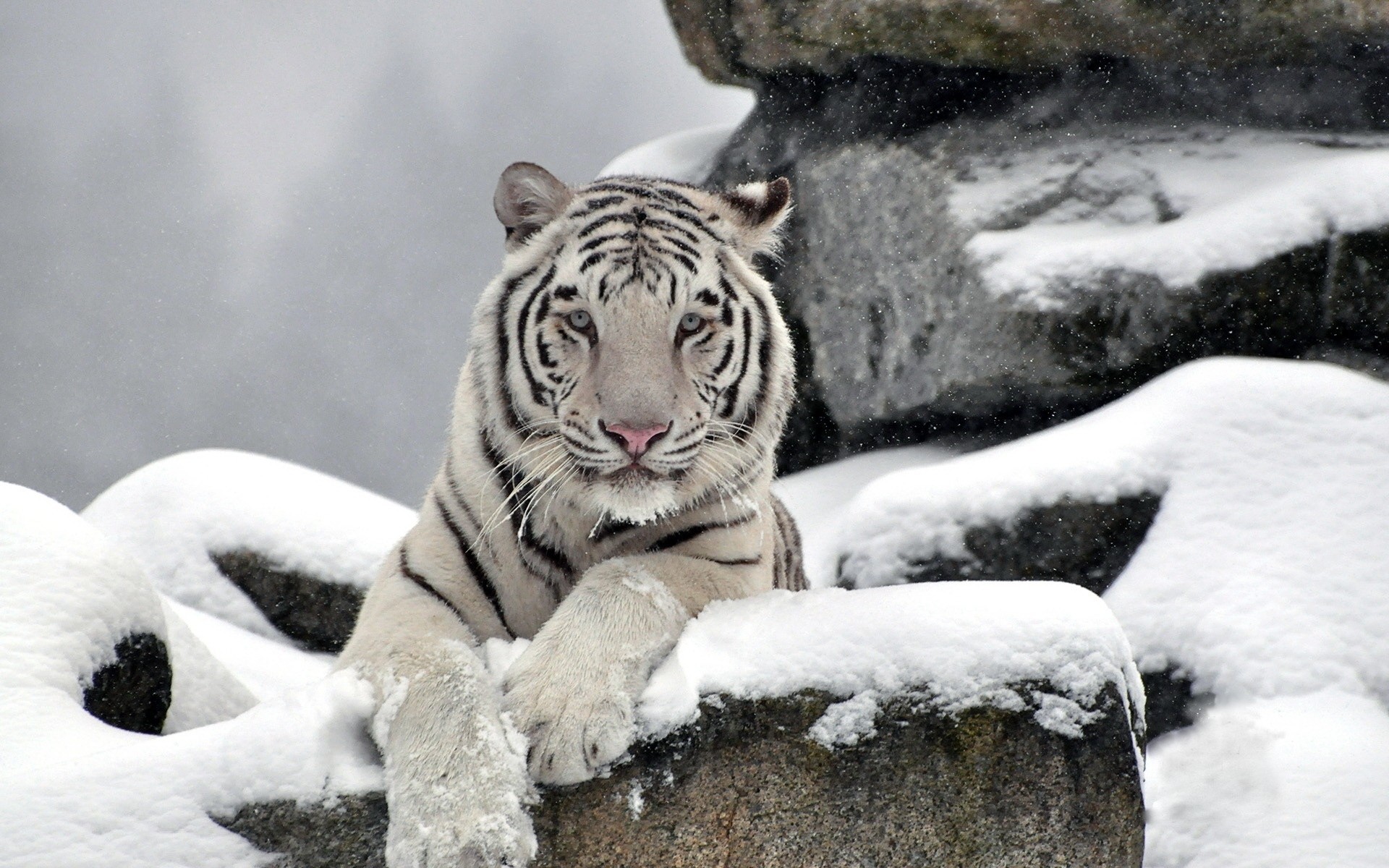 Белый Амурский тигр фото