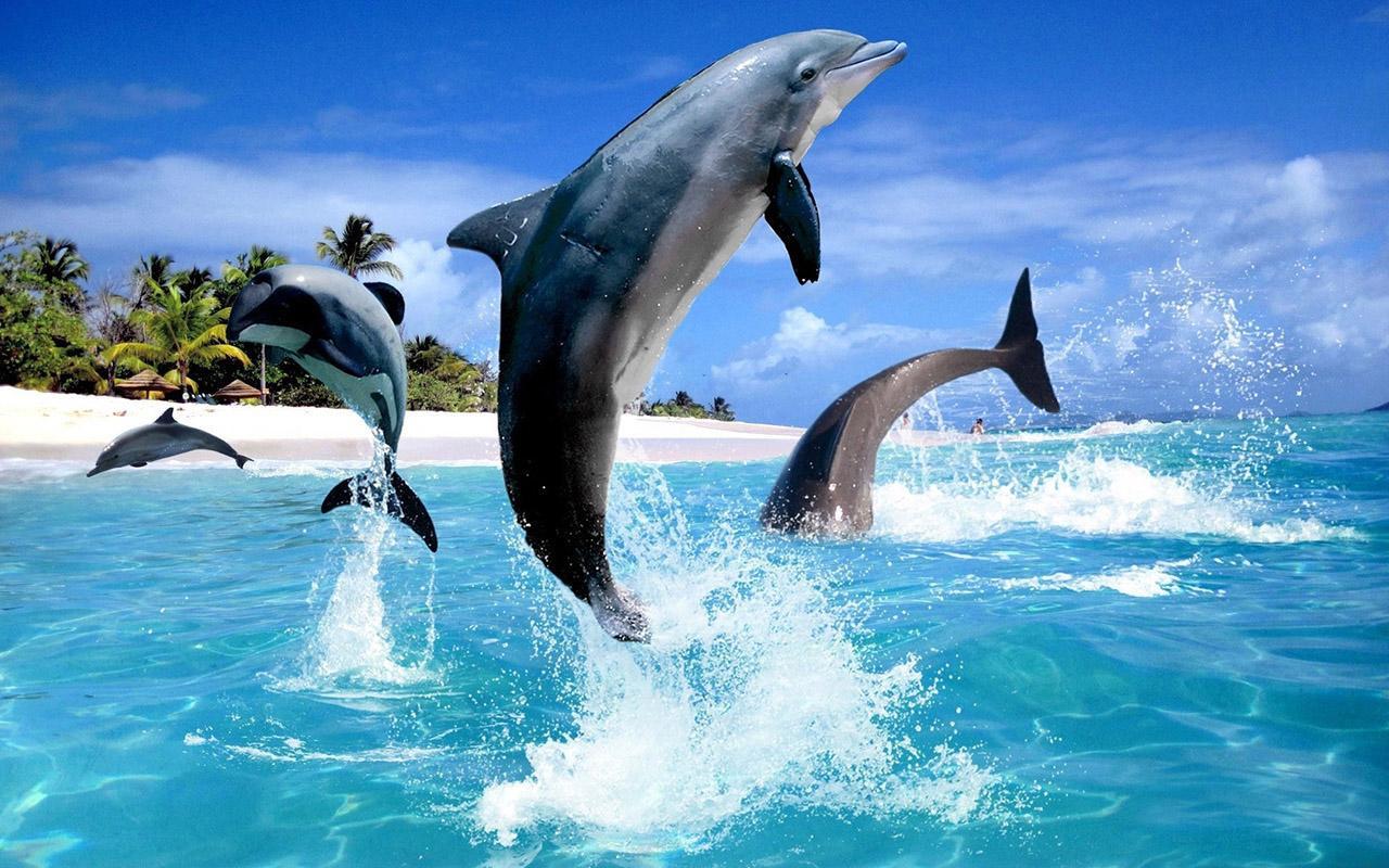 Дельфины на рабочий стол