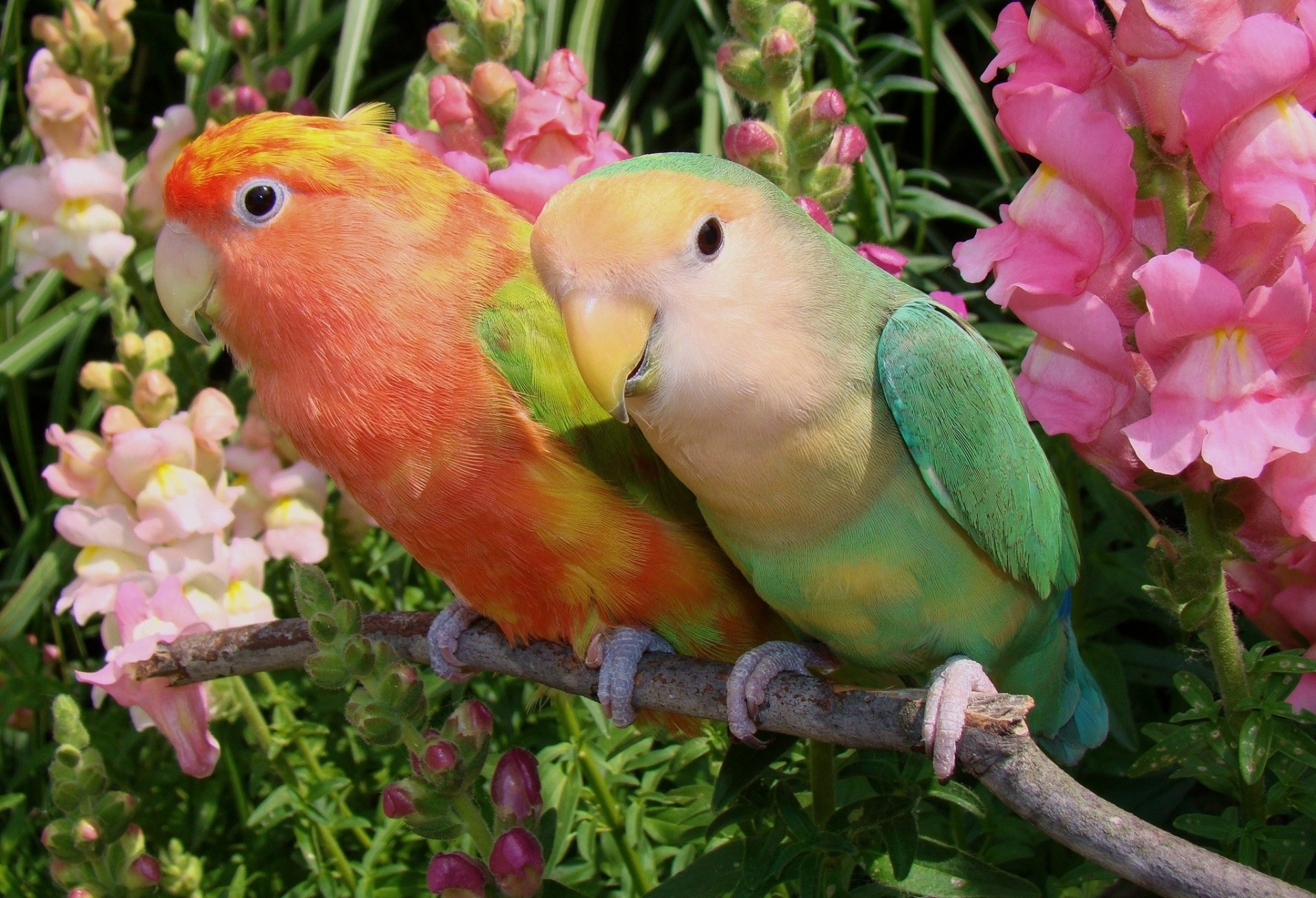 Неразлучники попугаи окрасы