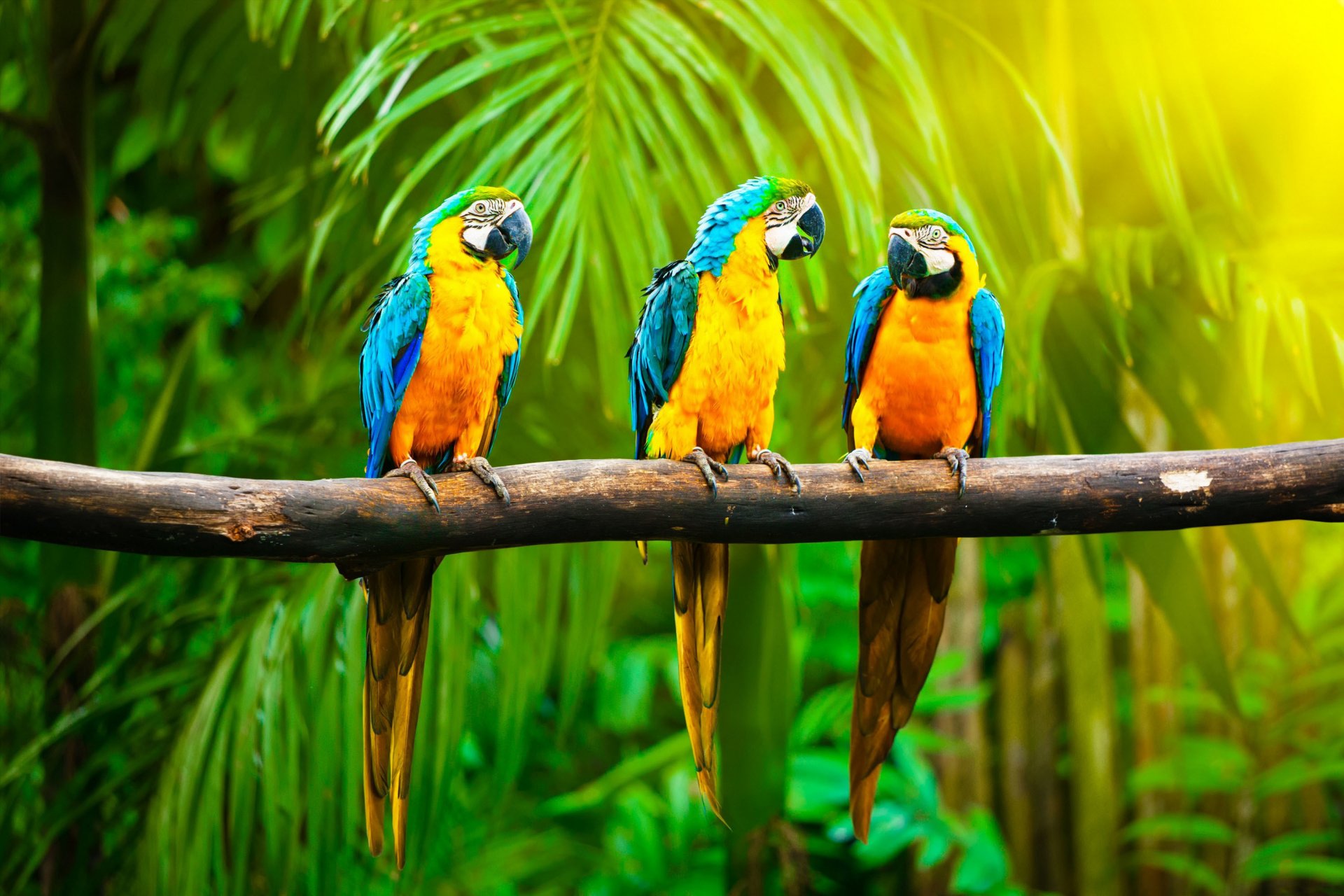 Попугай в тропиках
