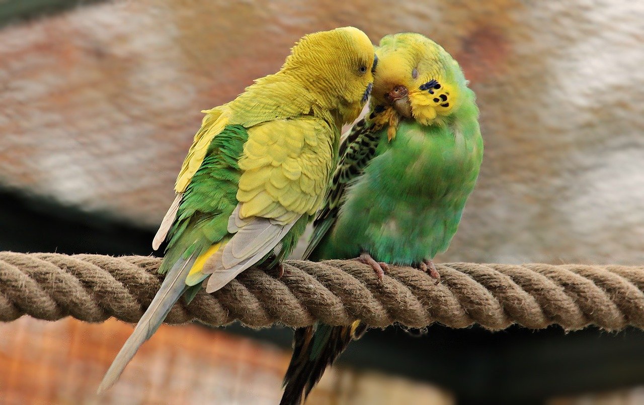 Милые волнистые попугайчики
