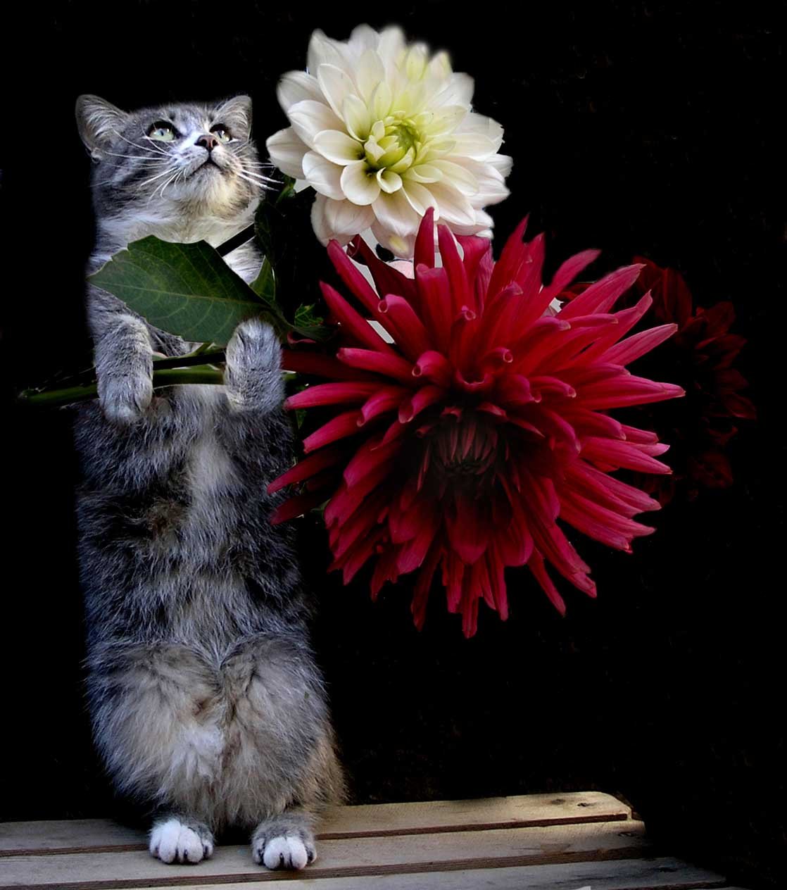 Цветочек в лапах кота