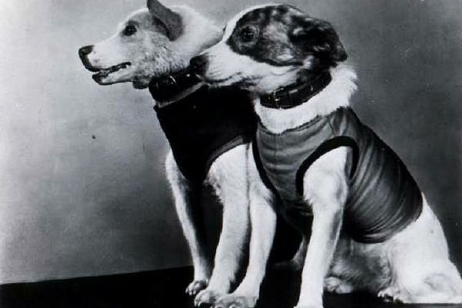 Белка и стрелка 19 августа 1960 г.собаки