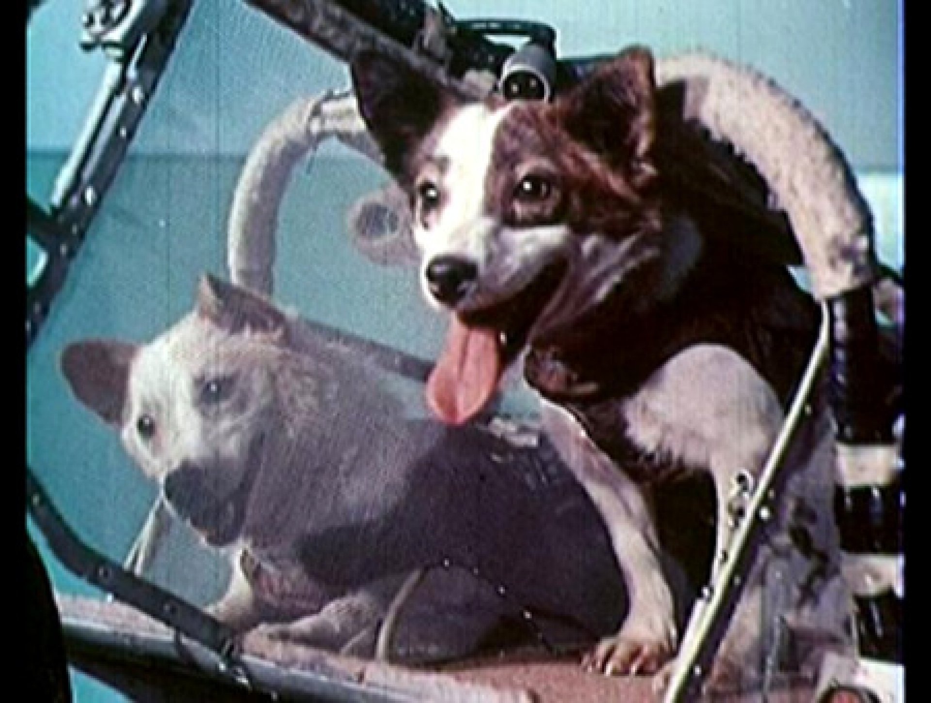 Белка и стрелка собаки космонавты