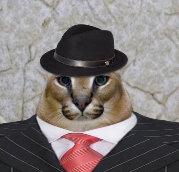 Шлёпа босс мафии кот