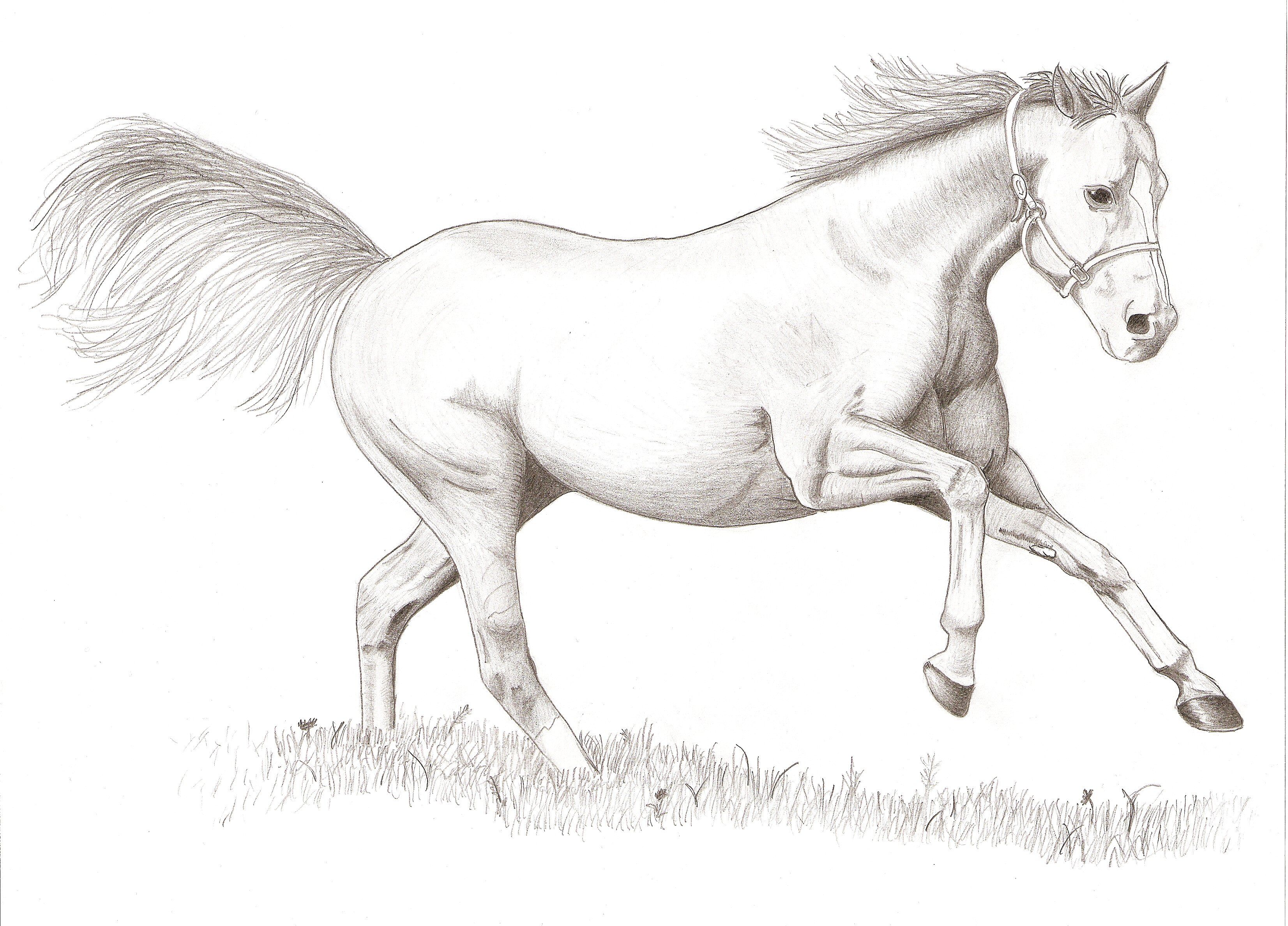 Красивые рисунки лошадей карандашом