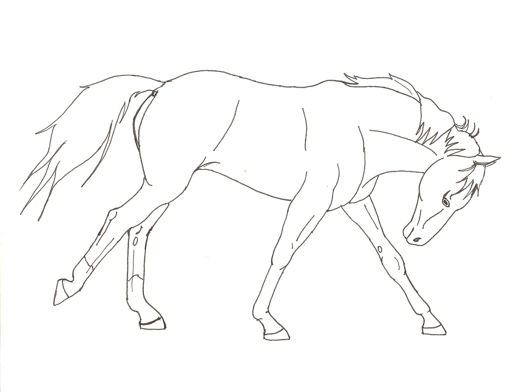 Лошадь для срисовки в полный рост