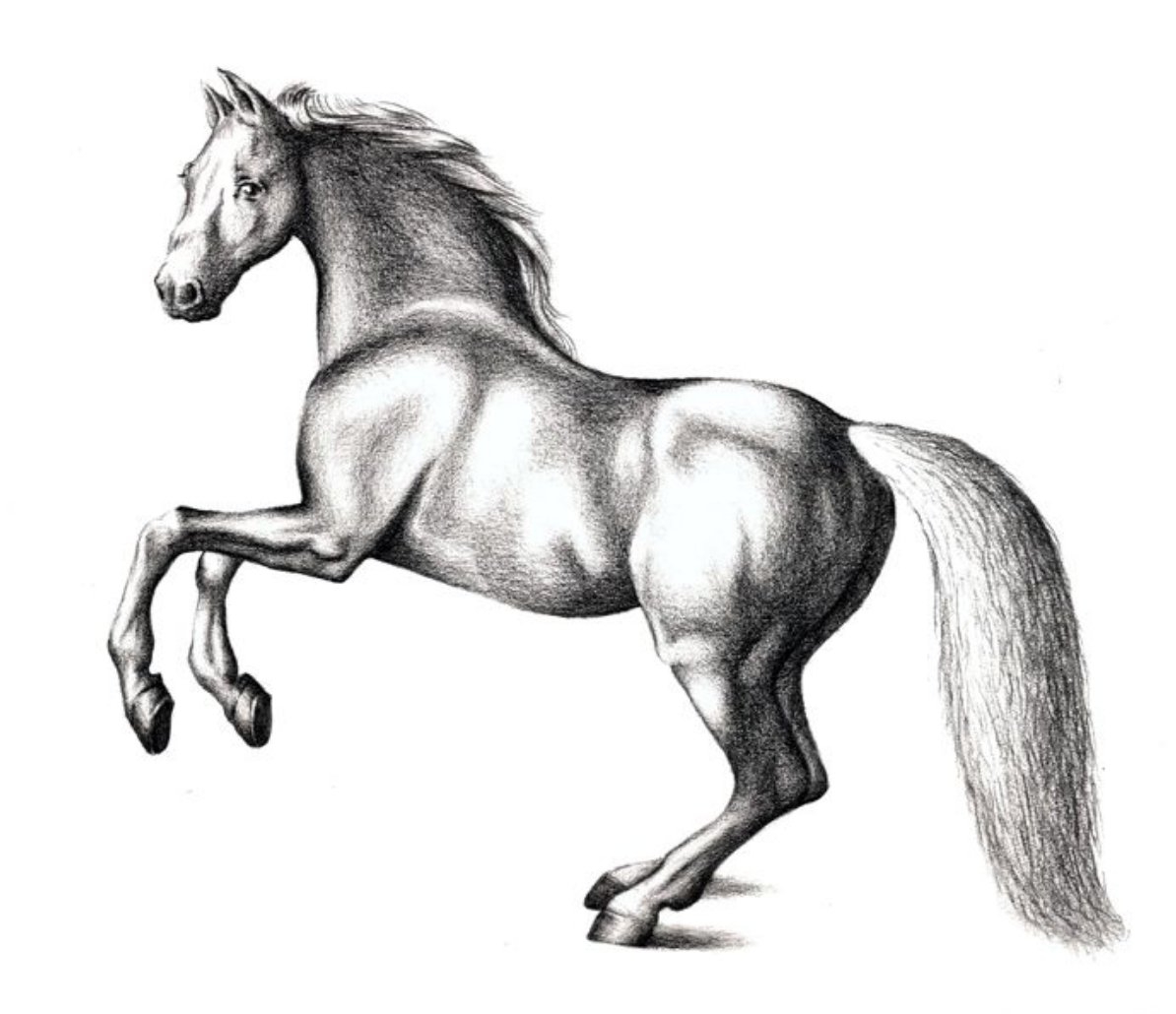 Картинки лошадей