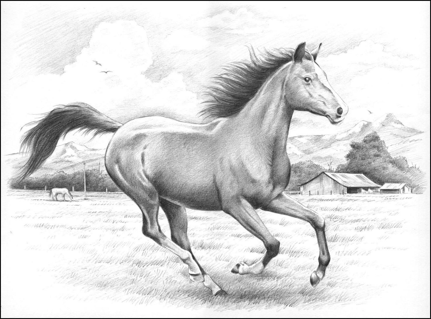 Картинки лошадей карандашом