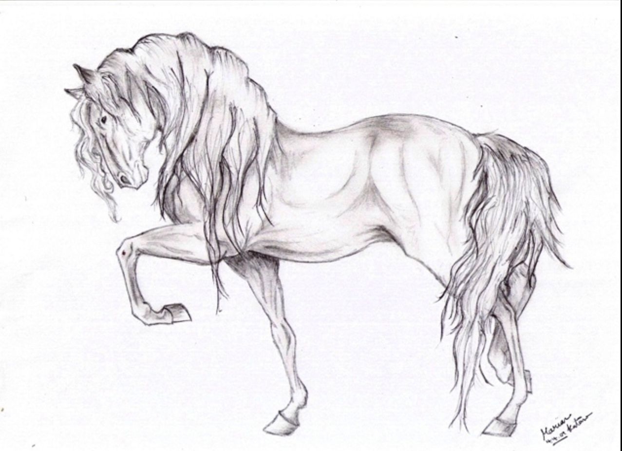Лошадь для срисовывания
