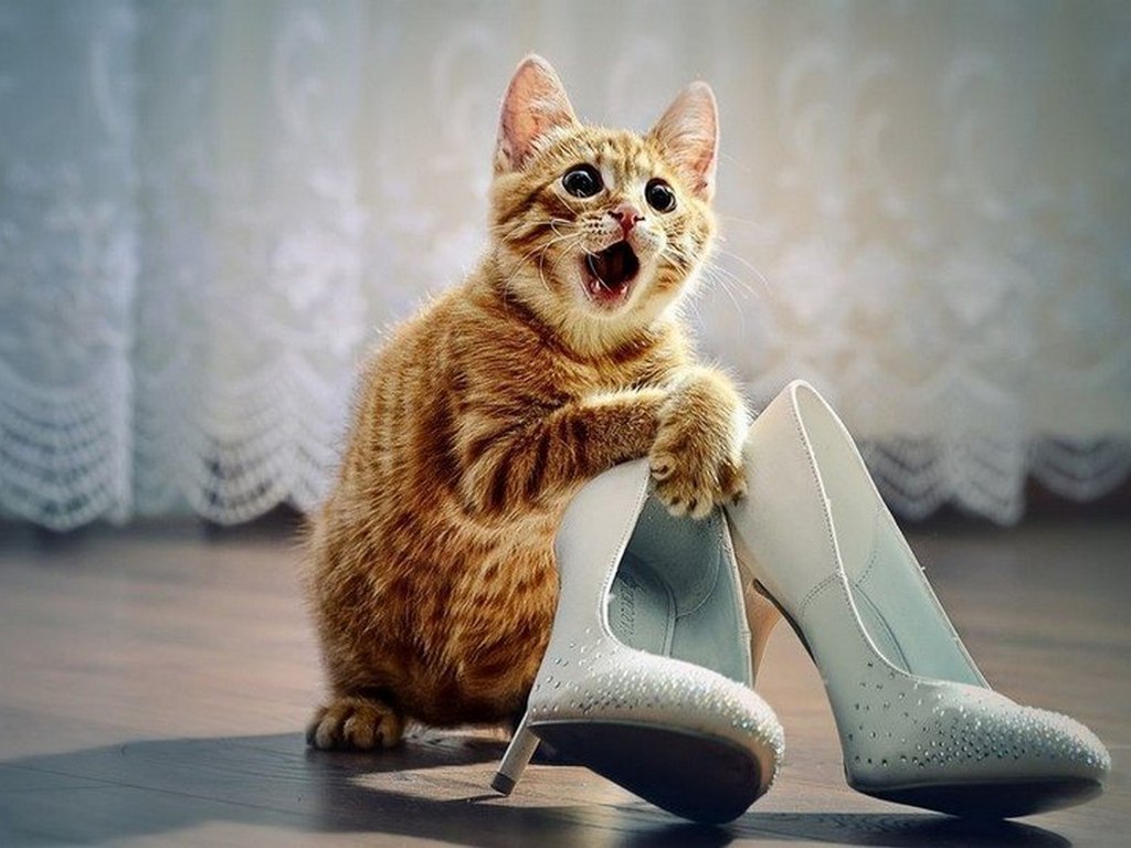 Рыжий кот на туфлях
