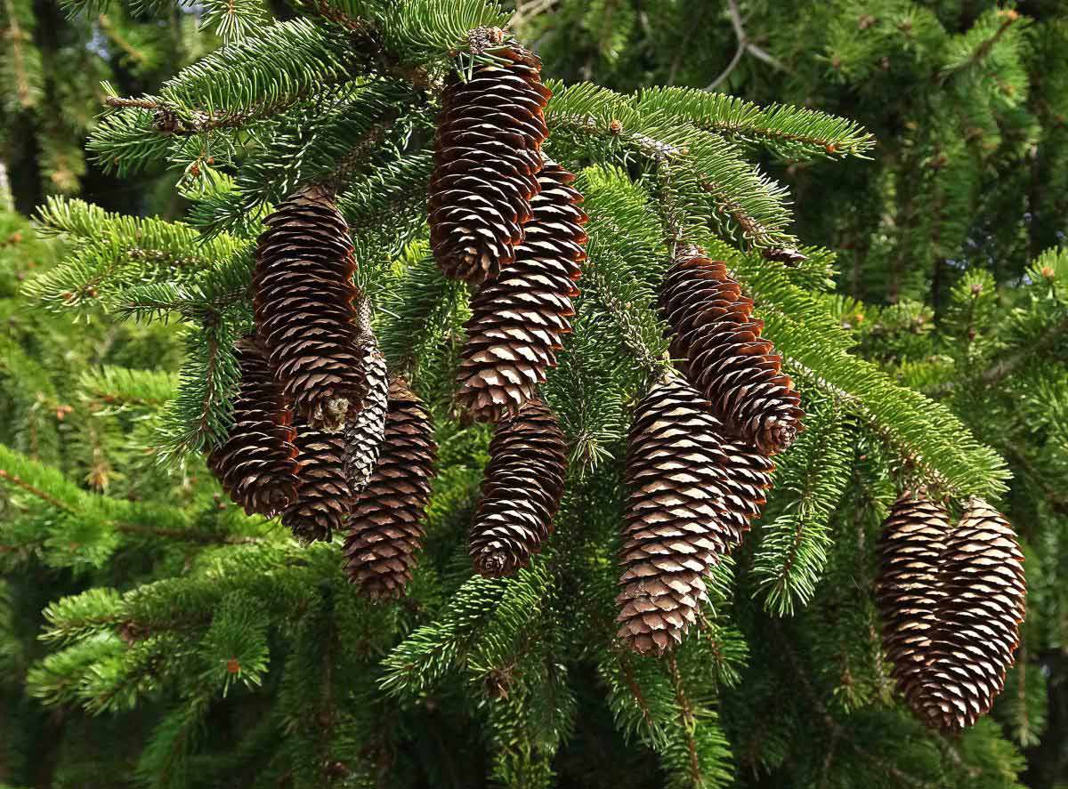 Ель Сибирская (Picea obovata) макростробил