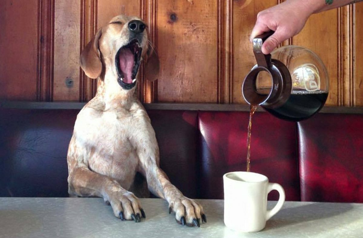 Собака пьет кофе