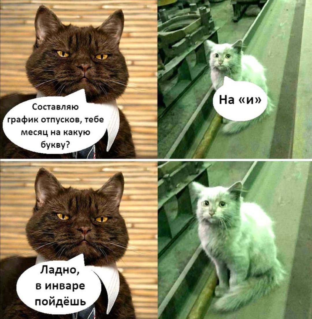 Мемы про котов до слез
