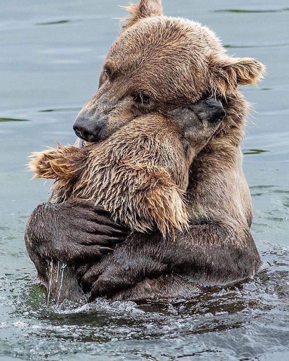 Медвежонок обнимает