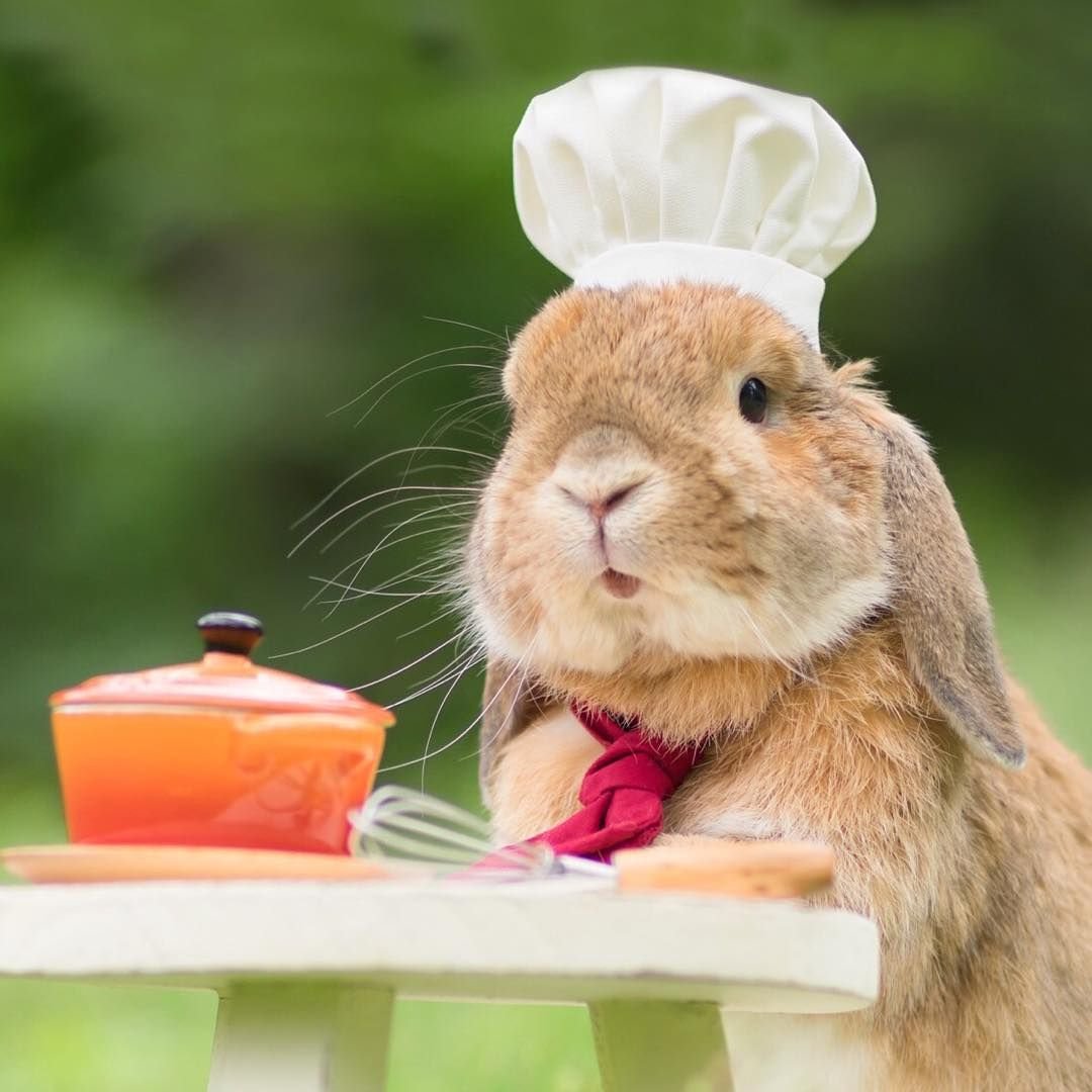 Кролик ест морковку