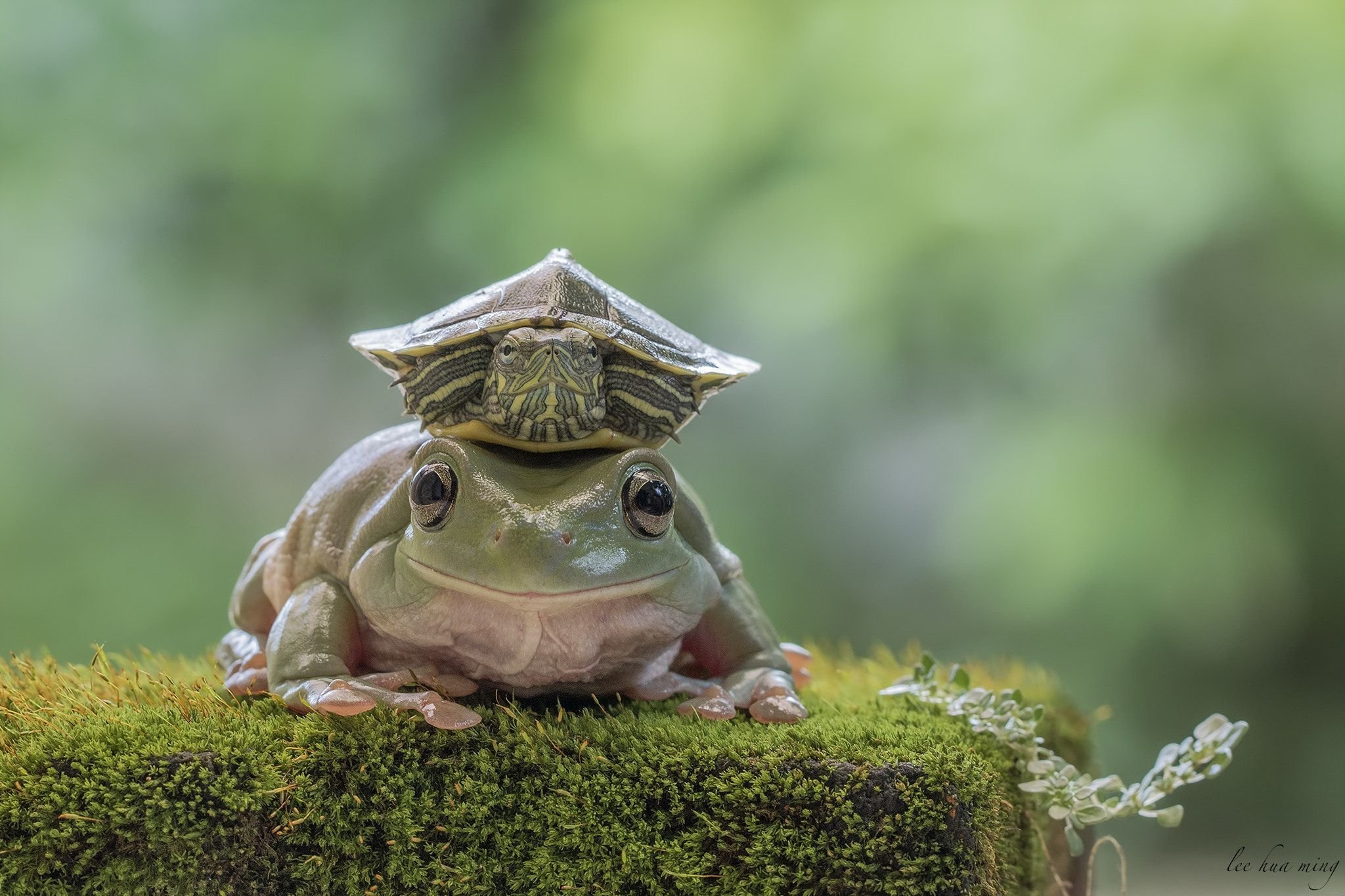 Лягушка-черепаха (Turtle Frog)