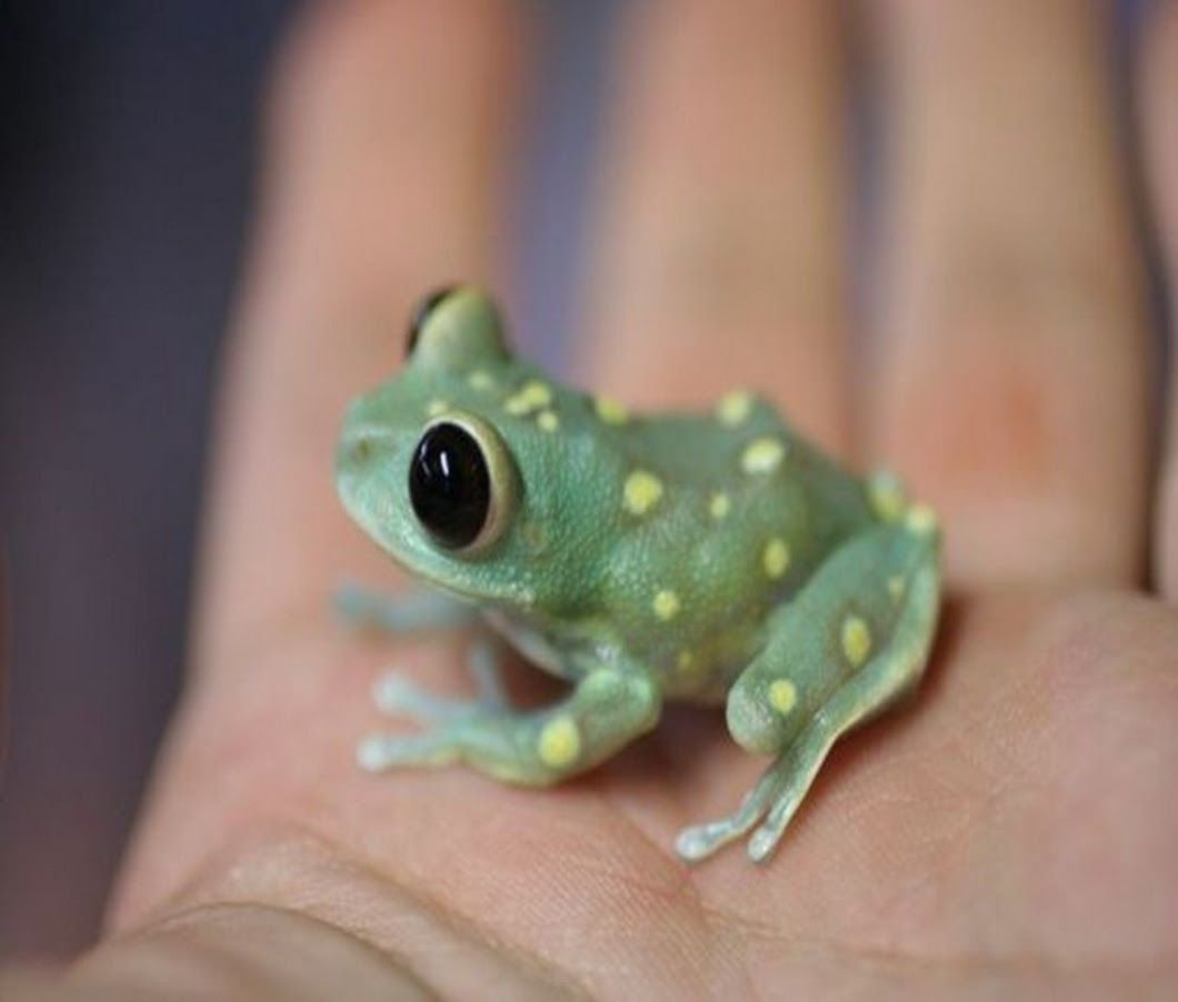 Маленькая жаба