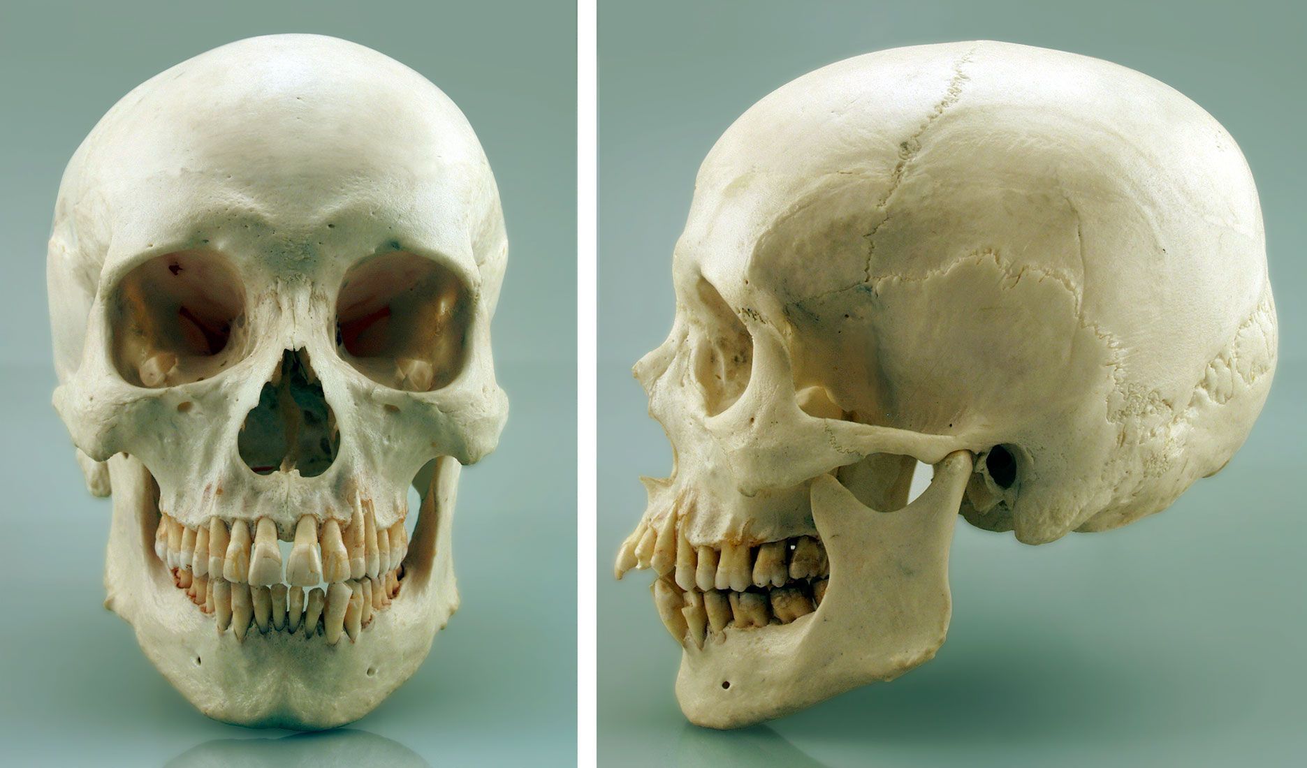 Анатомический череп человека