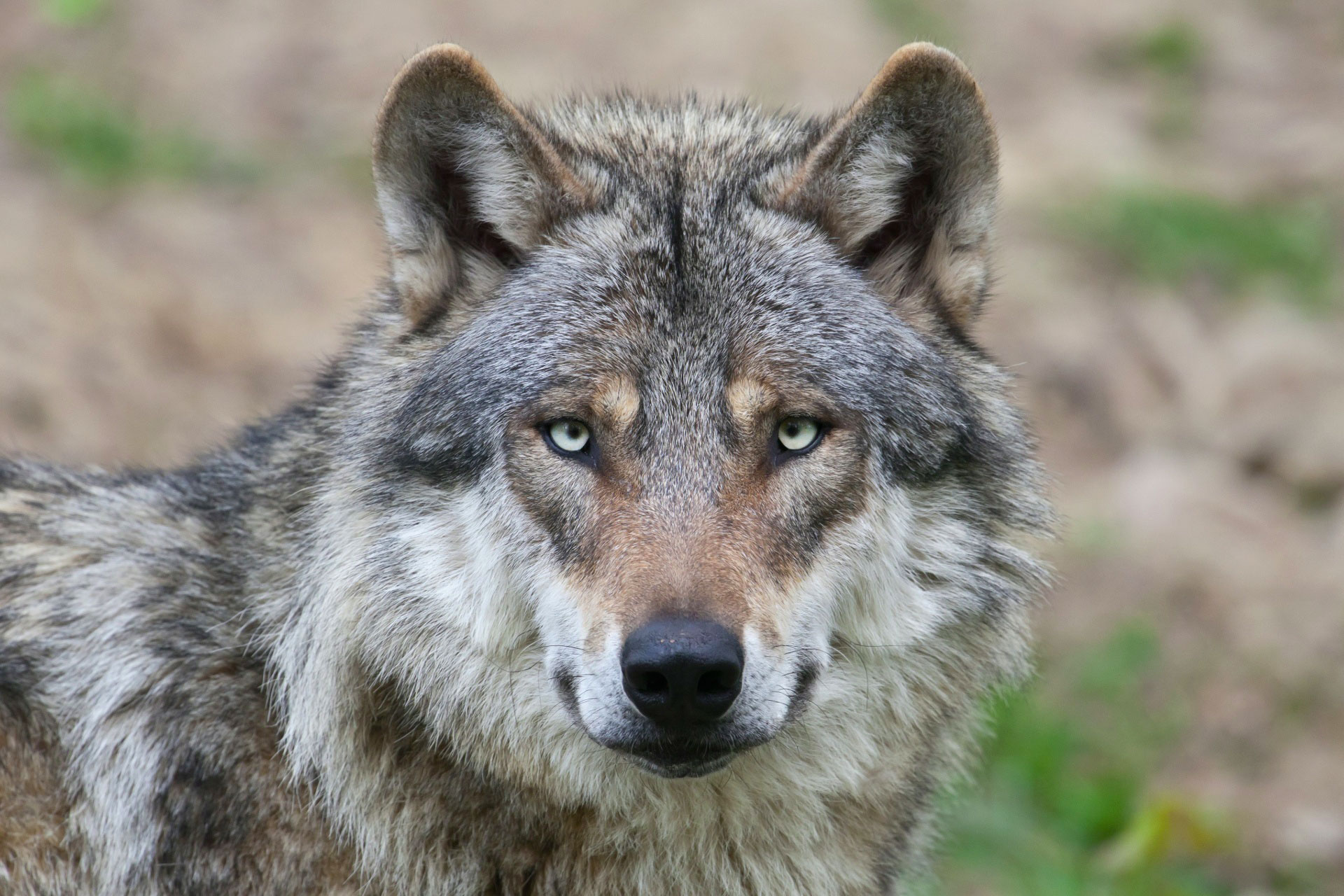 Волк canis Lupus морда