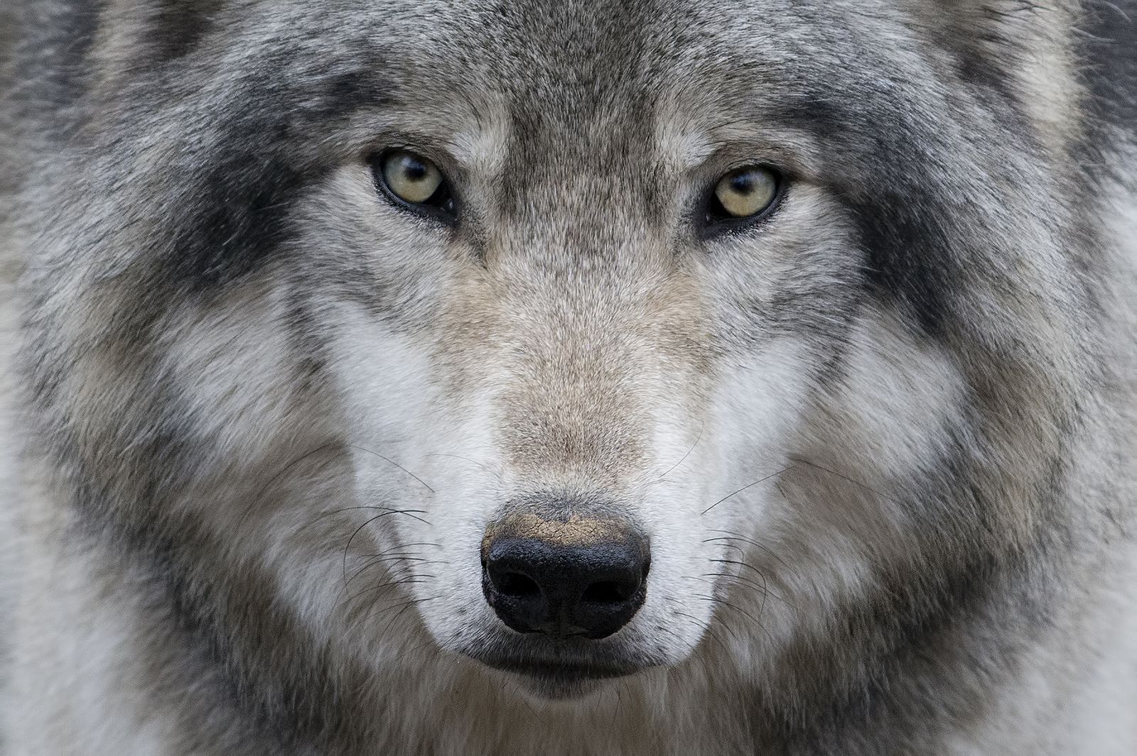 Волк с серыми глазами
