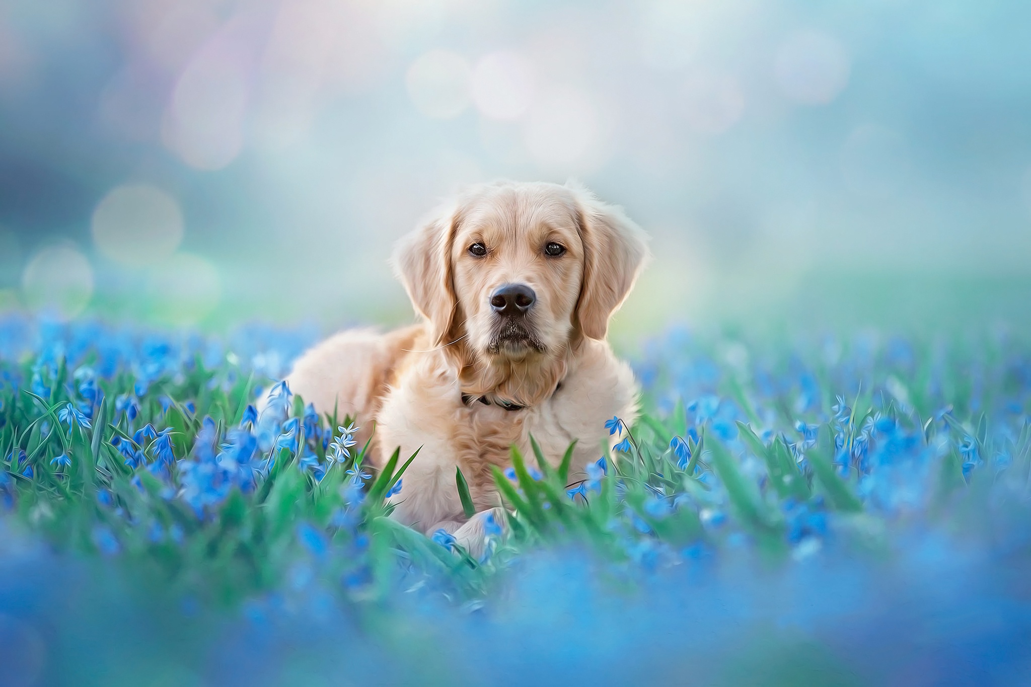 Голубой лабрадор собака
