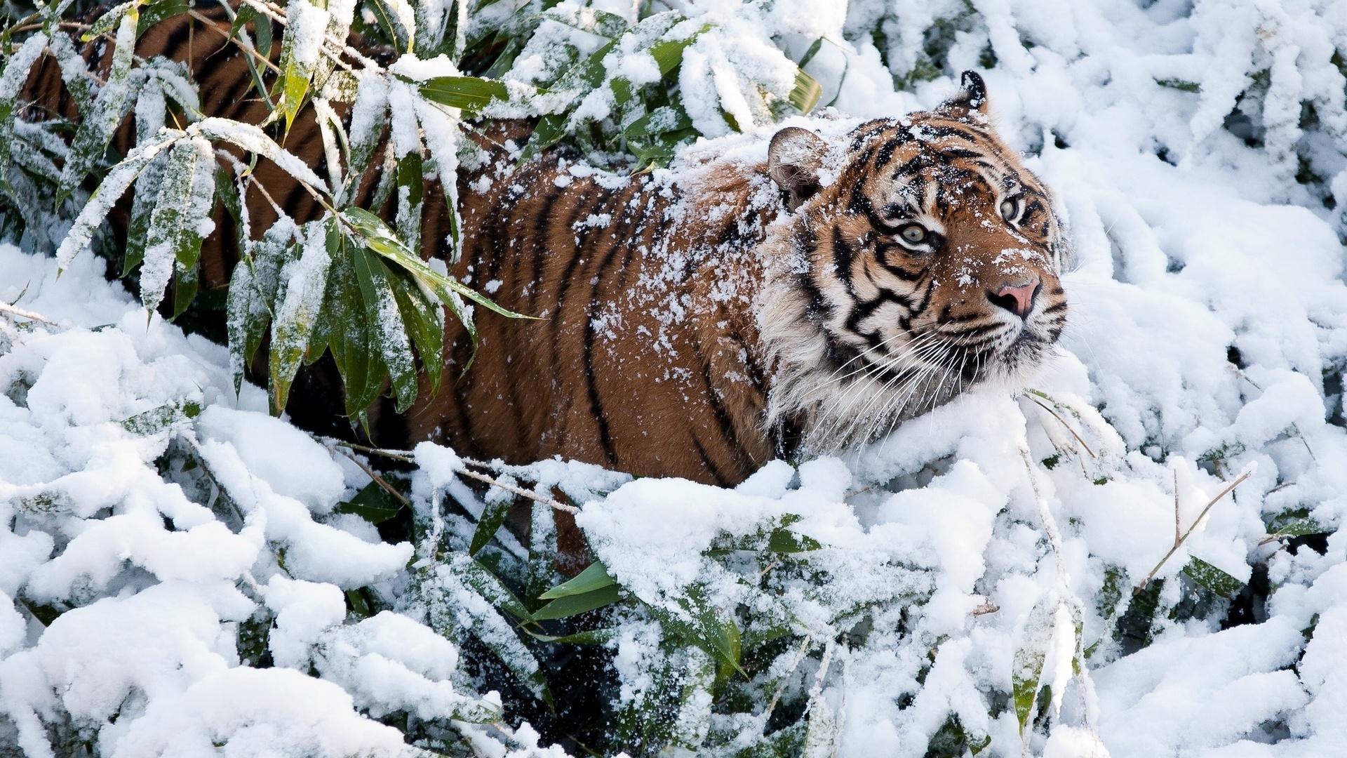 Амурский тигр и снежный Барс
