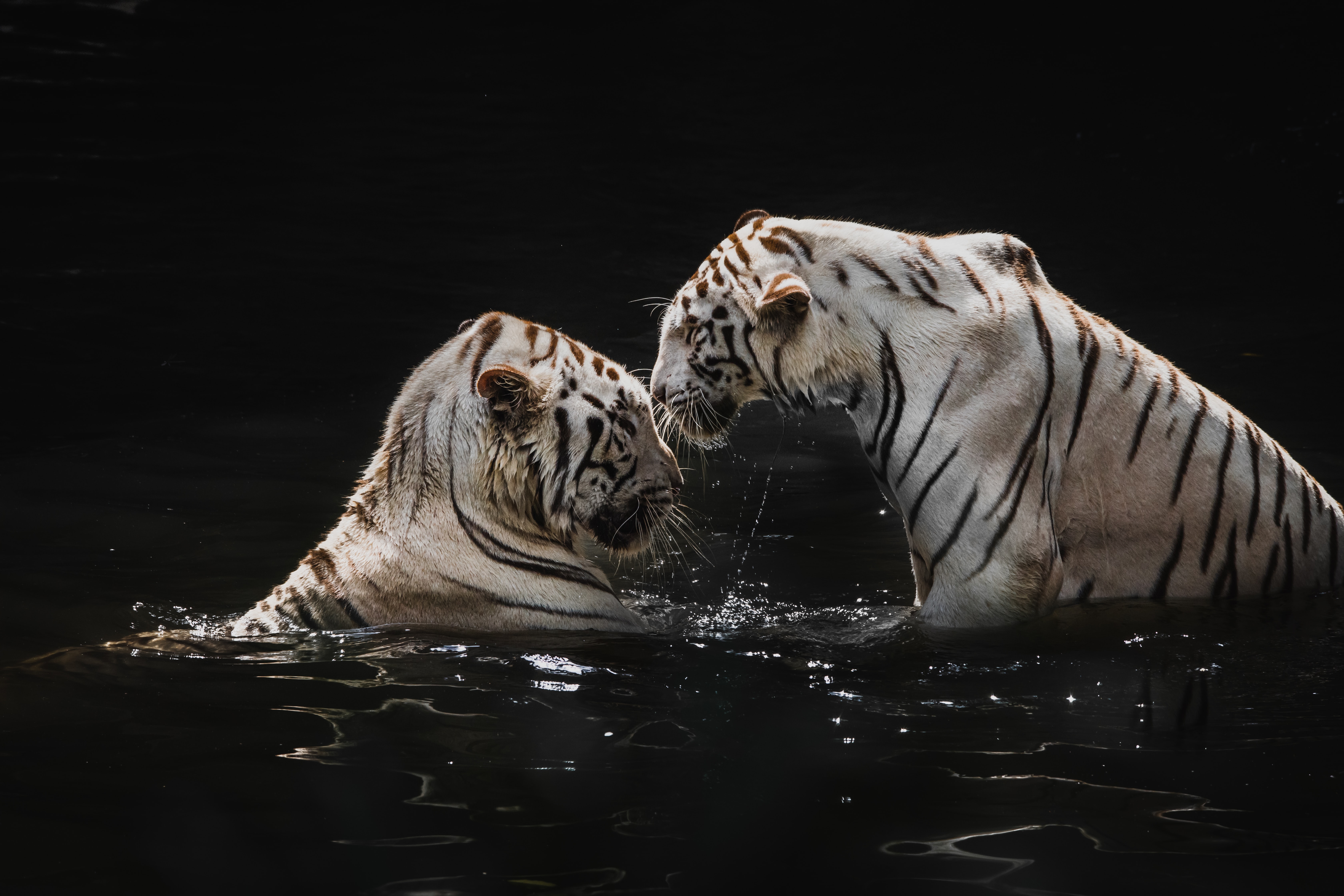 Заставка белый тигр
