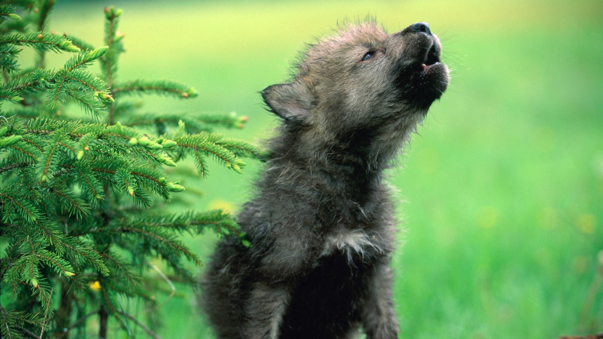 Волчонок животное