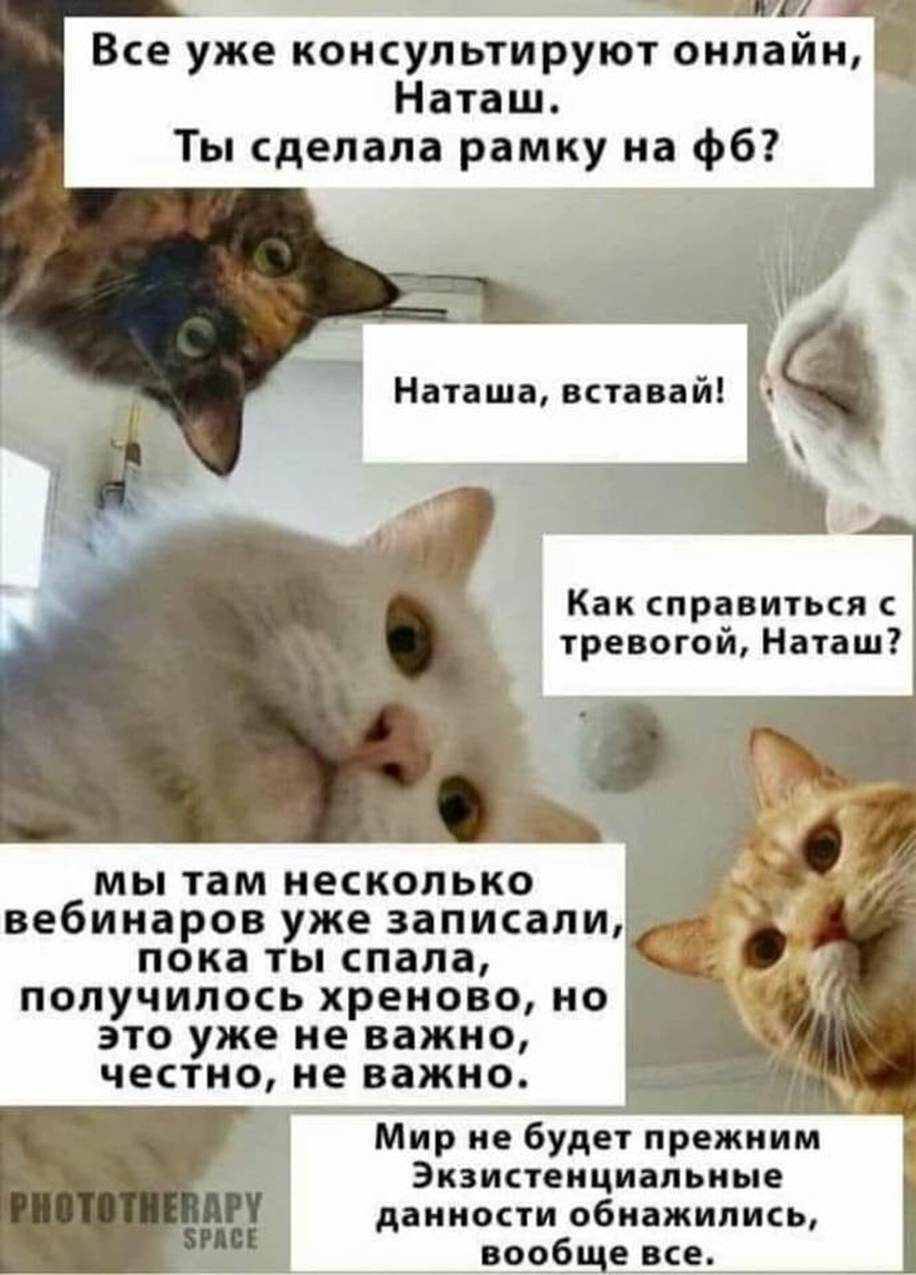 Мемы про Наташу и котов новые