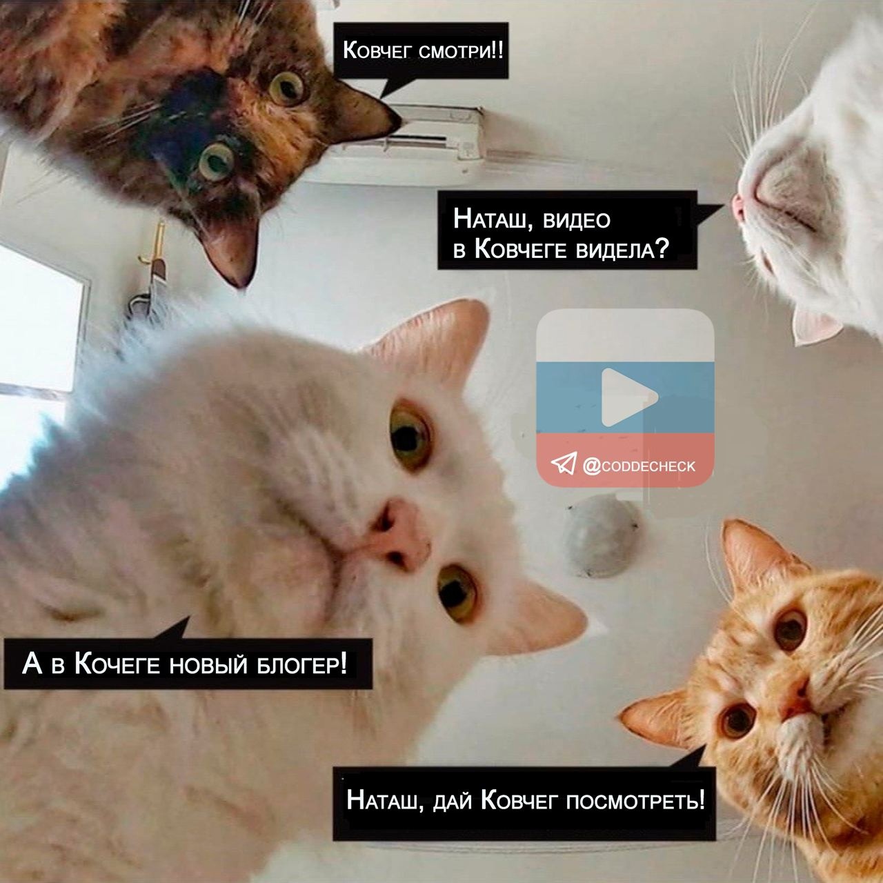 Мем с котами и Настей