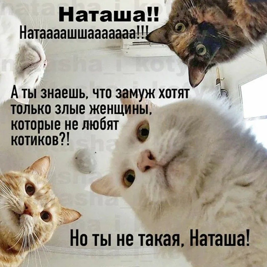 Мем Наташа и коты