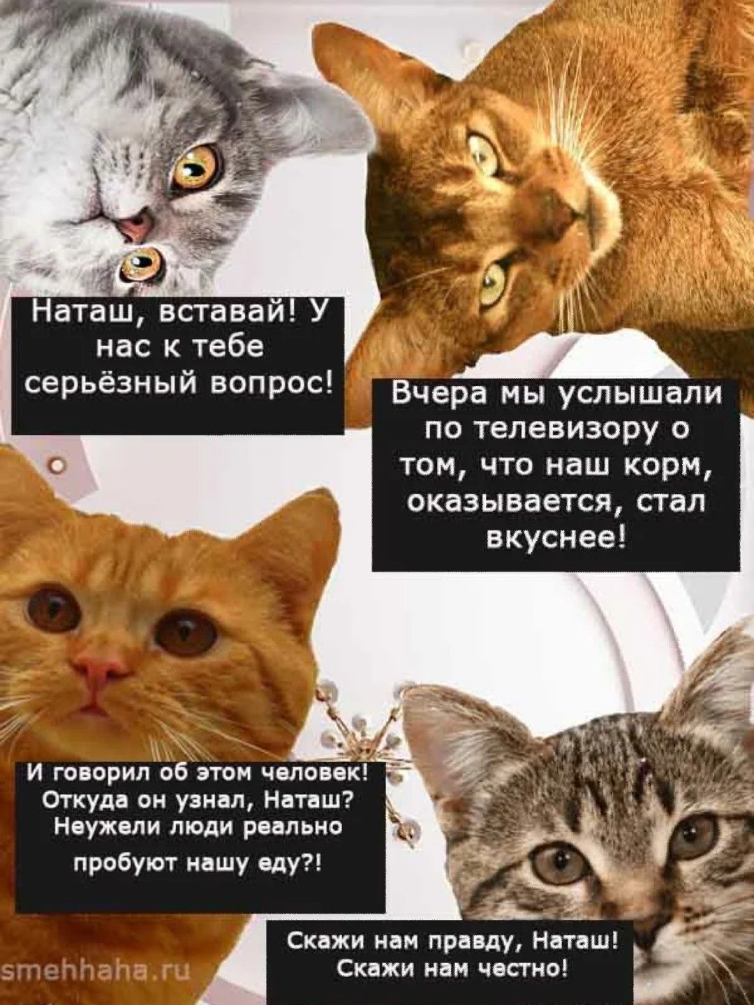 Свежие мемы про Наташу и котов
