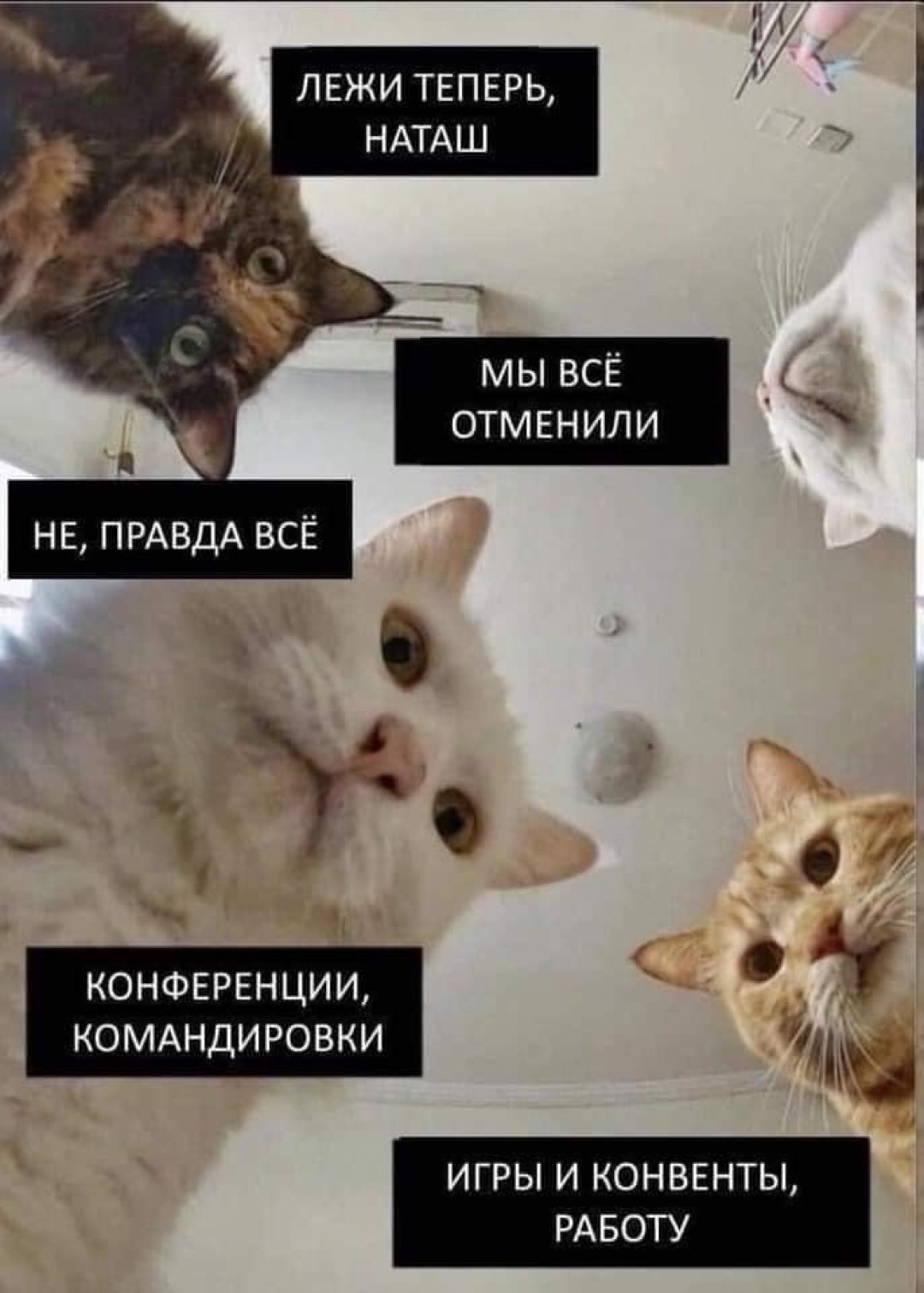 Наташа и коты мемы Печенеги
