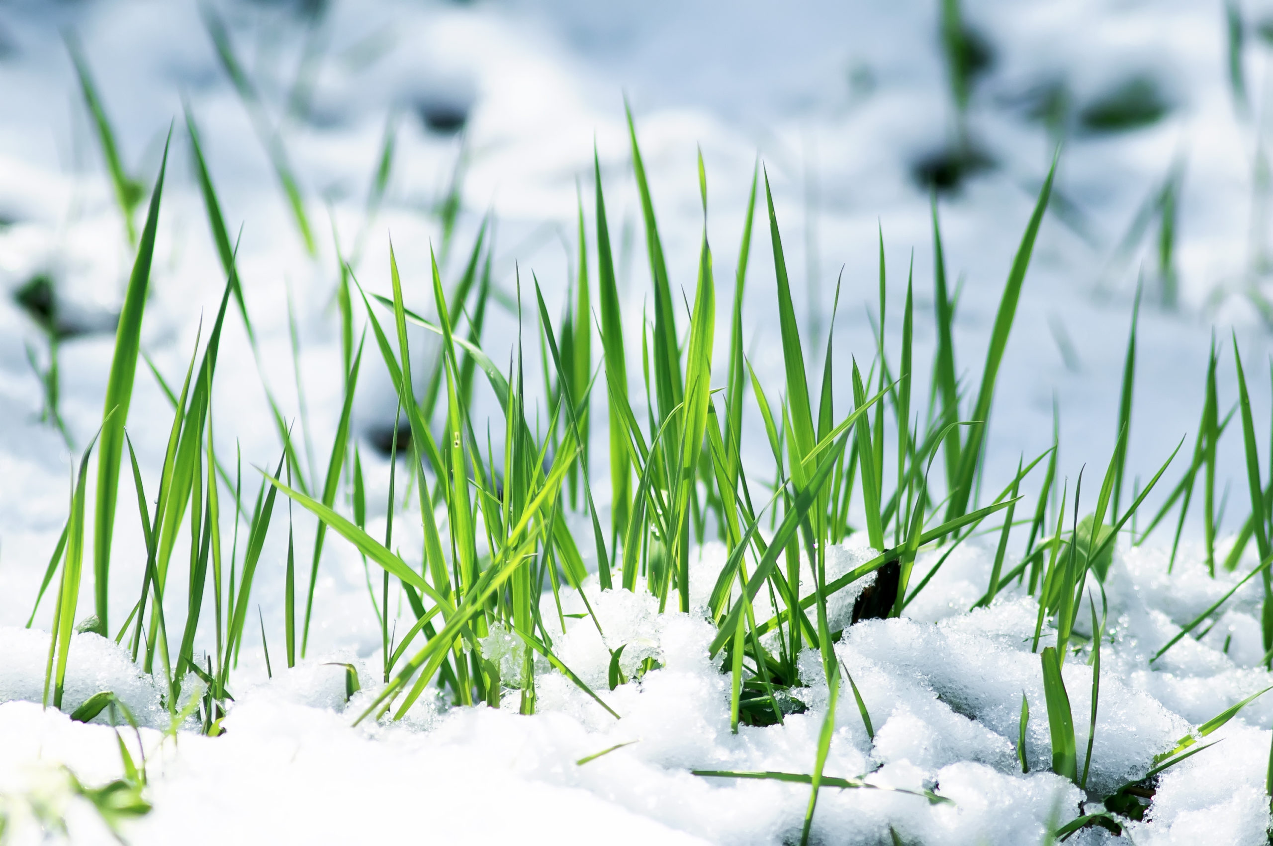 Весенняя травка под снегом