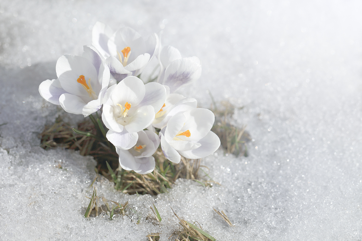 Весна снег цветы