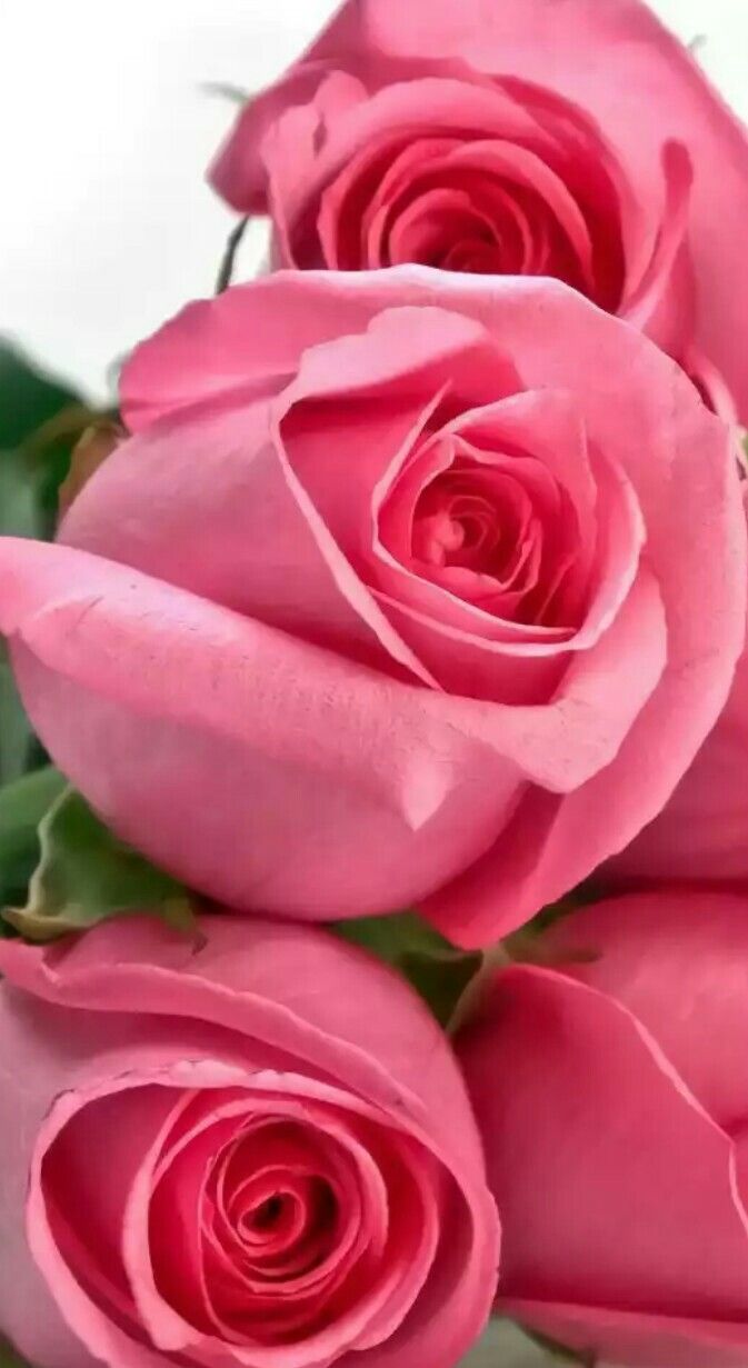 Фото роза цветок Грозный розовый