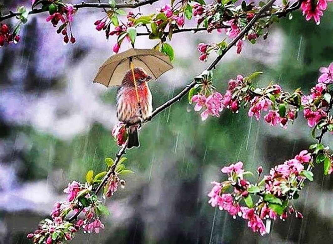 Дождливое Весеннее утро