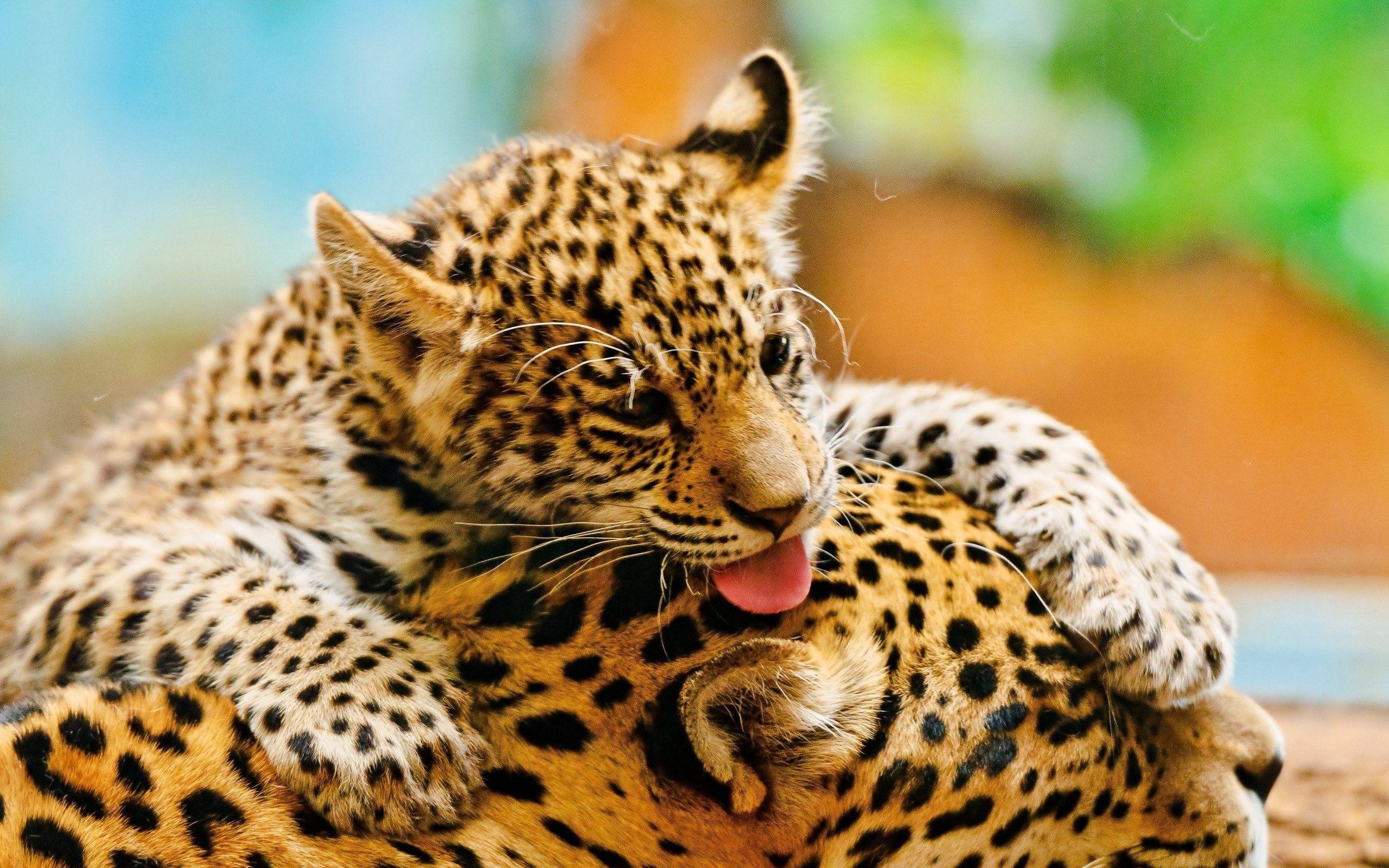 Леопард животное