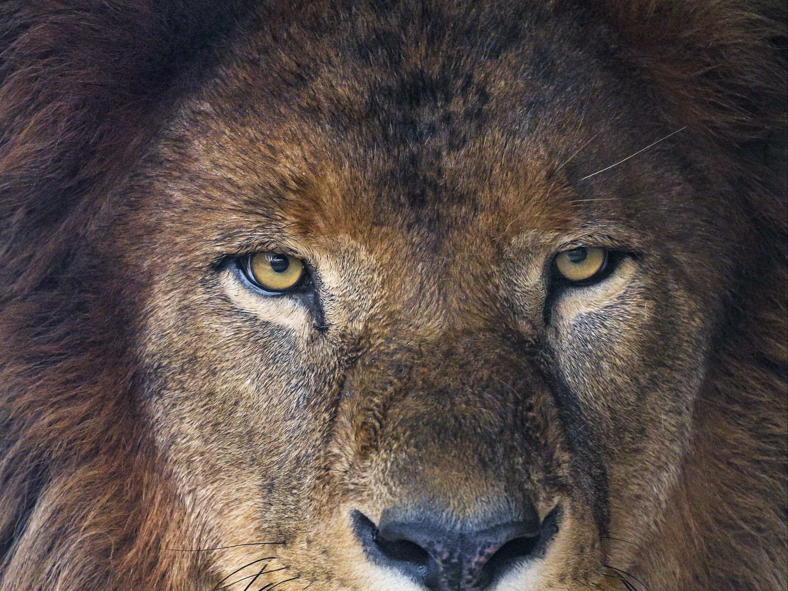 Хищный взгляд Льва