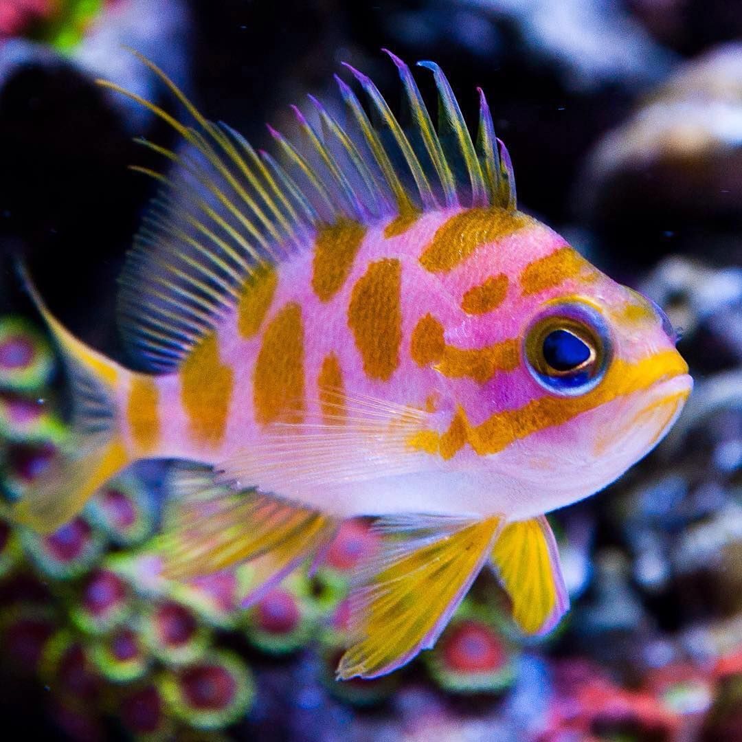 Striped Anthias аквариумная рыбка