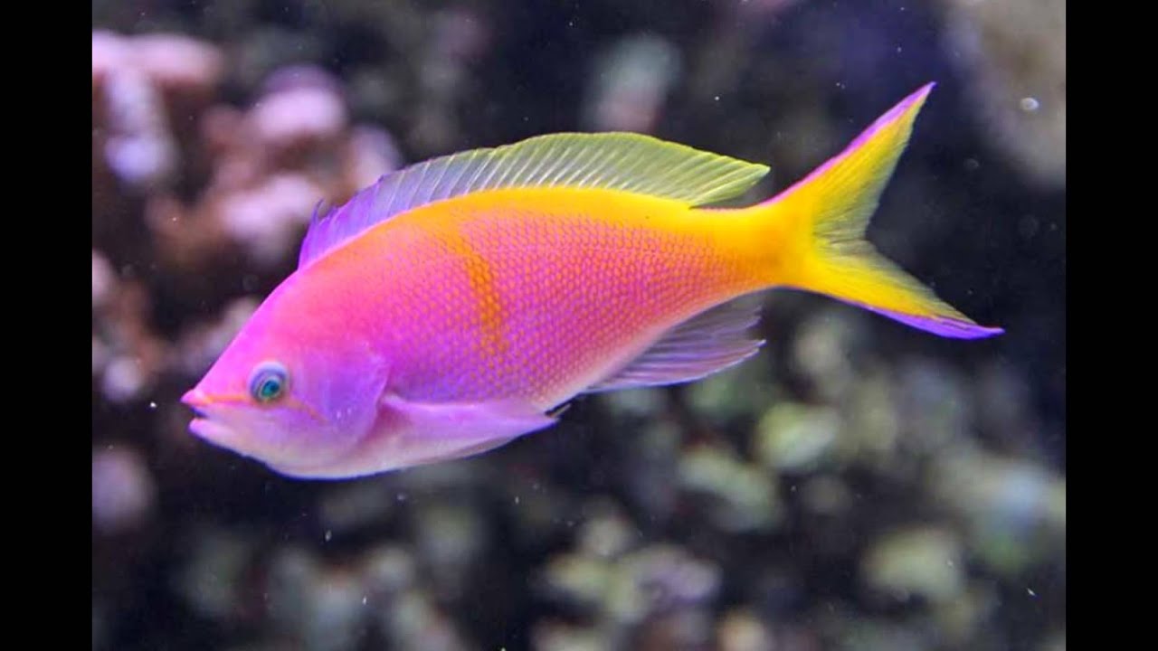 Разноцветные аквариумные рыбки