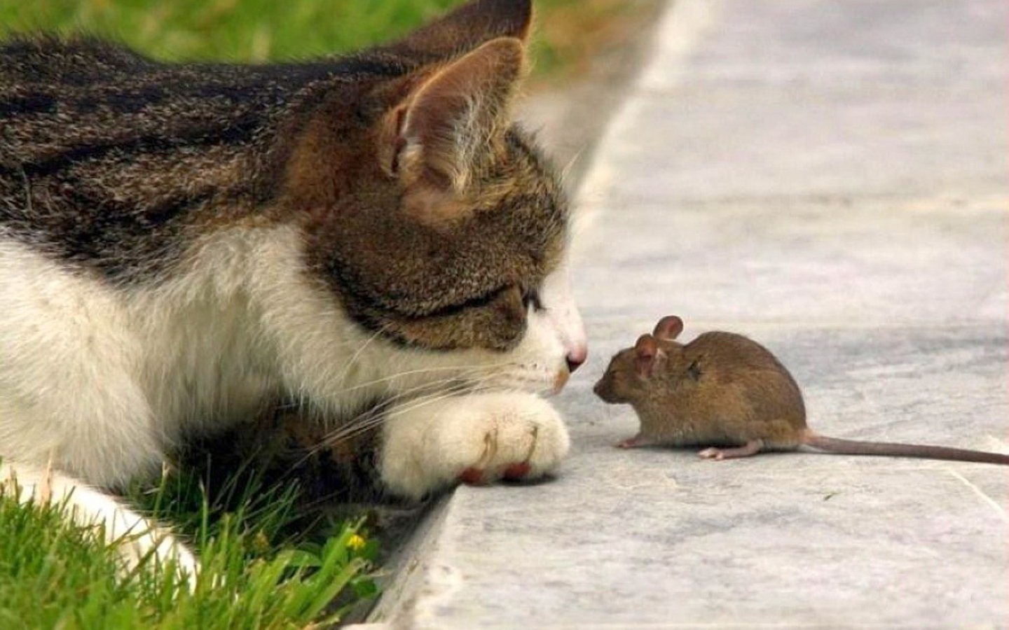 Коты ловят мышей