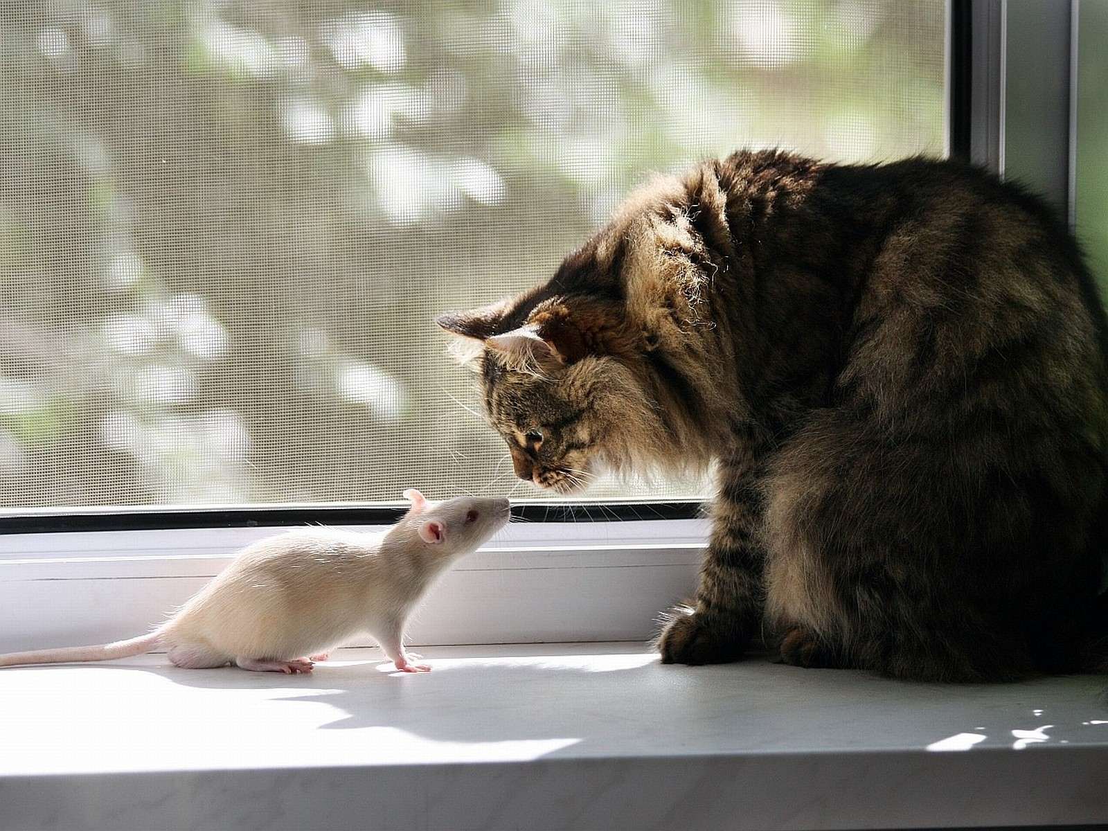 Кот и крыса