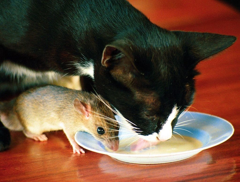 Кошка дружит с мышкой