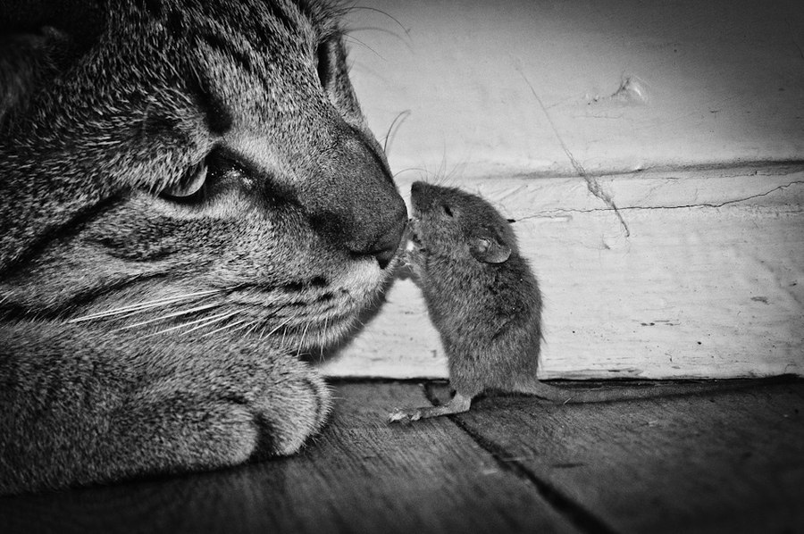 Кот и мышь любовь