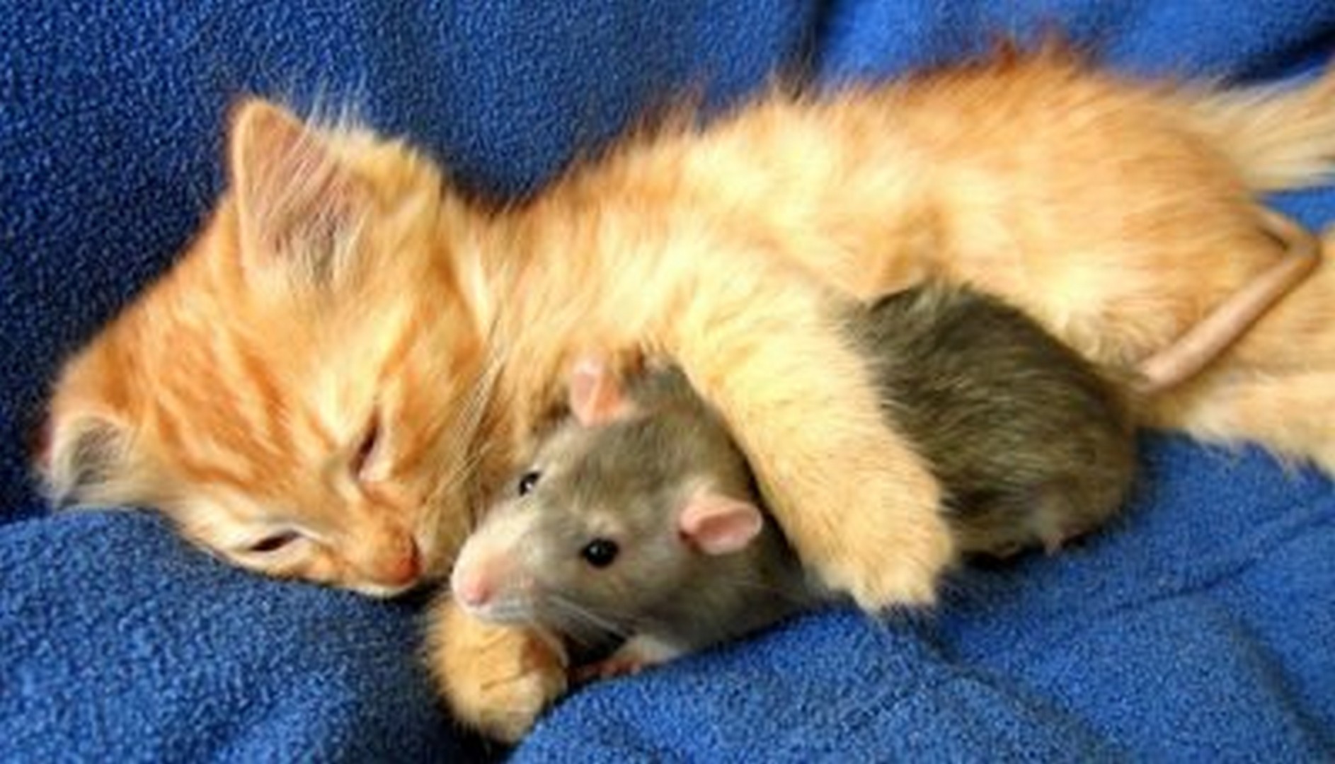 Котенок и мышонок