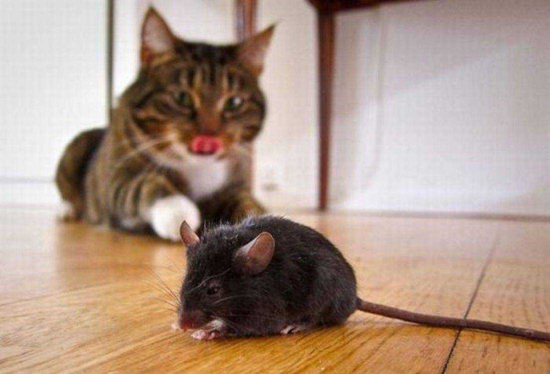 Котенок и крыса