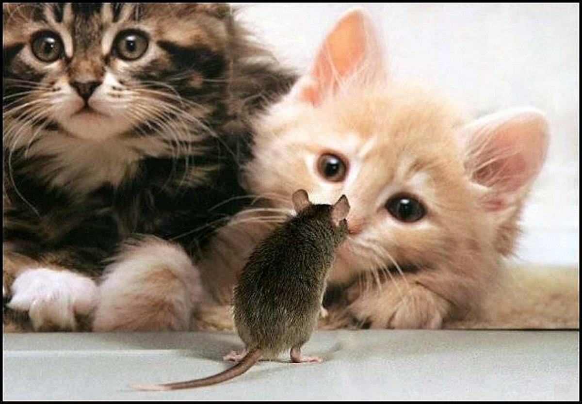 Котенок играется с мышкой